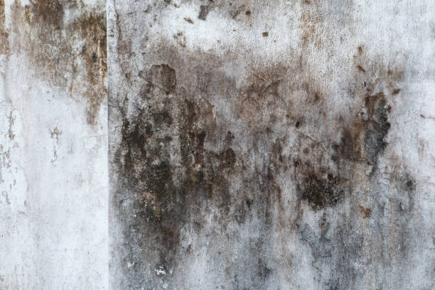 Best Industrial Mold Remediation  in Nanakuli, HI