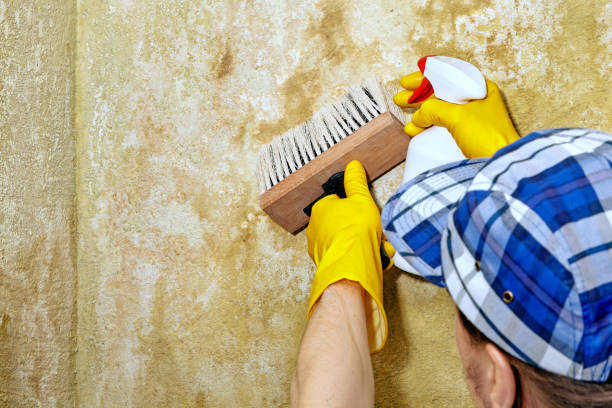 Best Comprehensive Air Testing for Mold Contaminants  in Nanakuli, HI