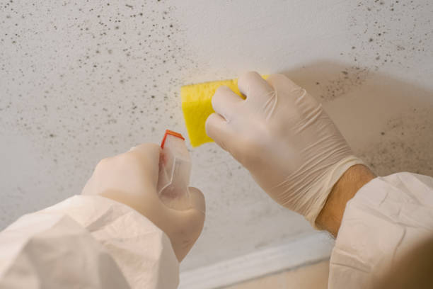 Best Emergency Mold Remediation  in Nanakuli, HI