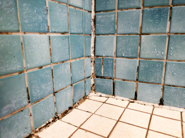 Nanakuli, HI Mold Removal Company