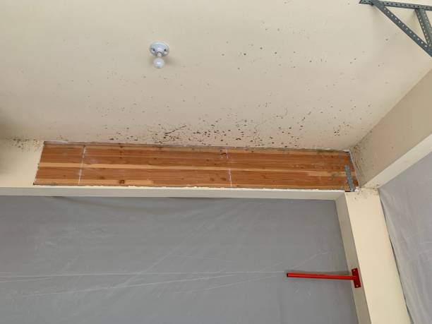Best Mold Removal for HVAC Installations  in Nanakuli, HI