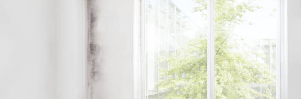 Best Air Quality Testing for Mold Spores  in Nanakuli, HI