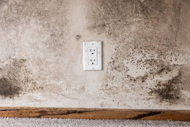 Best Post-Construction Mold Inspection  in Nanakuli, HI