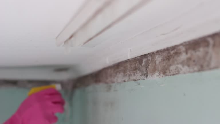 Best Mold-Related Health Consultation  in Nanakuli, HI